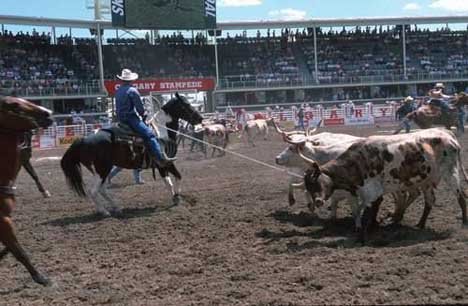 Calgary Stampede Cowboys Bild