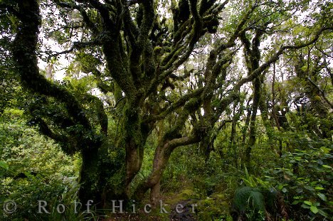 Alter Baum Egmont Nationalpark Moos