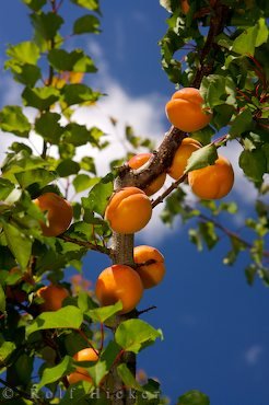 Aprikosen Fruechte Obstplantage Neuseeland