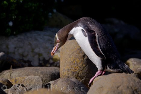 Geschickter Pinguin Felskueste Neuseeland