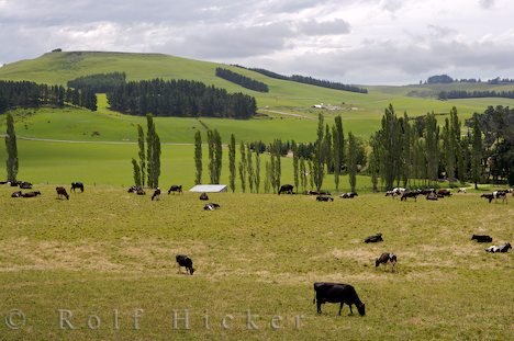 Huegel Neuseeland Farmlandschaft