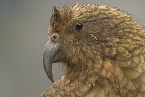 Kea Vogel Bild Neuseeland