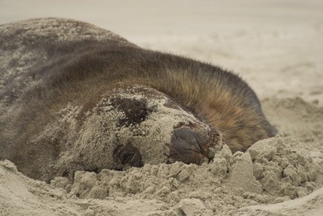 Lustiger Seeloewe Sand Neuseeland
