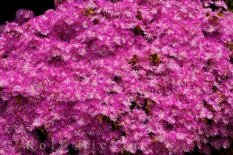 Mesembryanthemum Criniflorum Neuseeland