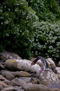 Neuseeland Urlaub Suedinsel Pinguin