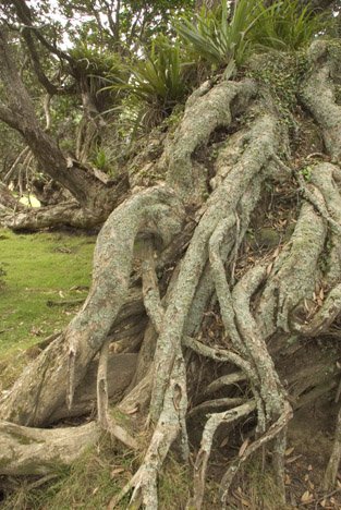 Alter Baum Neuseeland