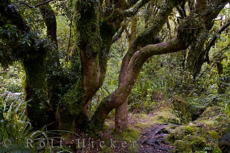 Alter Baum Regenwald Bild Neuseeland