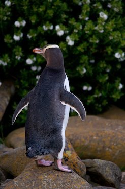 Pinguin Bedrohte Tierart