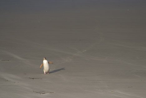 Watschelnder Pinguin