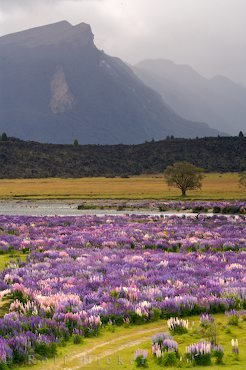Wildpflanzen Und Bergkulisse Neuseeland