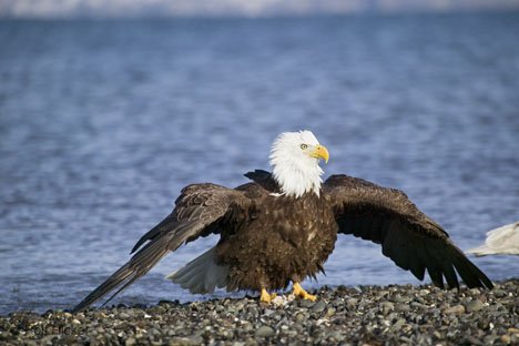 Adler Beim Gefieder Trocknen Homer Alaska