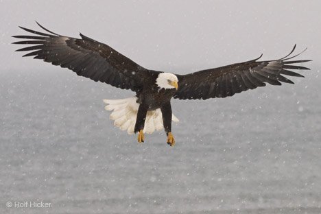 Adler Weisskopfseeadler im Flug Alaska USA