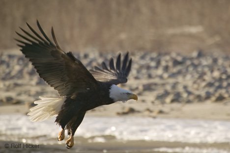 Auffliegender Weisskopfseeadler Squamish River British Columbia Kanada