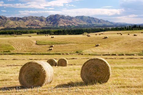 Felder Neuseeland Landwirtschaft