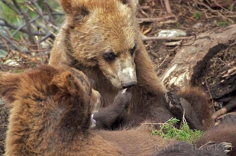 Grizzly Baeren Tierbeobachtung