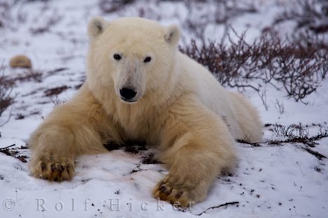Arktische Tierwelt Eisbaer Wildes Tier Hudson Bay Manitoba Kanada