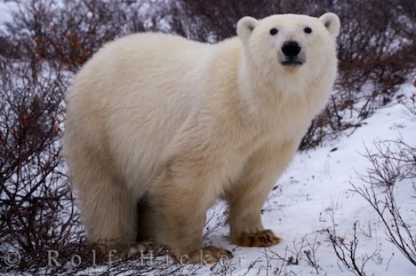 Bedrohte Tierarten Eisbär Wildnis
