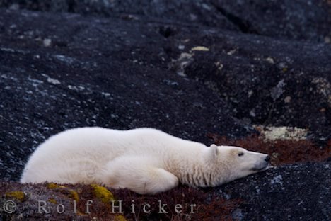 Bild Schlafender Eisbär