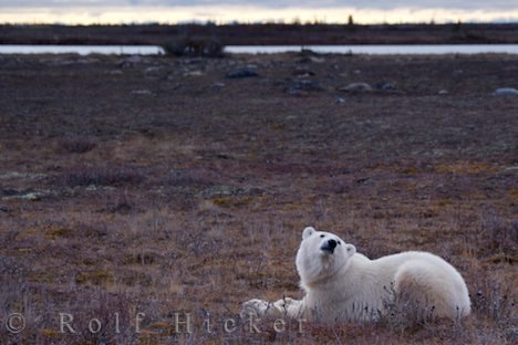 Eisbär Klimaschutz Tundra Hudson Bay Churchill