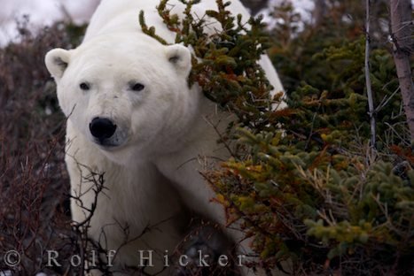 Spielender Eisbaer Polarbaer Churchill Kanada