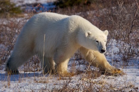 Eisbär Wildnis Mit Großen Schritten