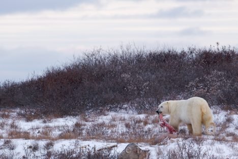 Eisbär Winterlandschaft Tierbild