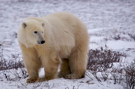 Eisbären Fell Tierfotografie