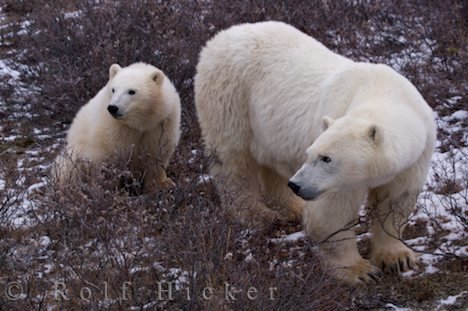 Eisbärenbaby Bärin Hudson Bay Tundra