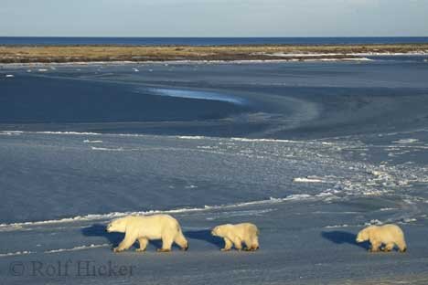 Eisbaeren Familienausflug Kanada Tundra Churchill