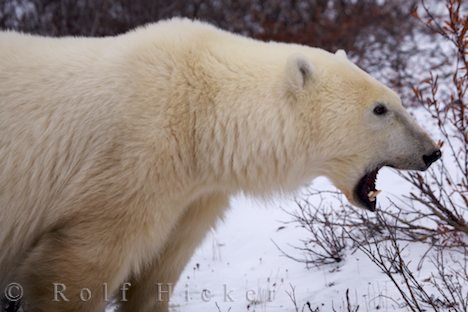 Gefährliches Raubtier Eisbär Manitoba