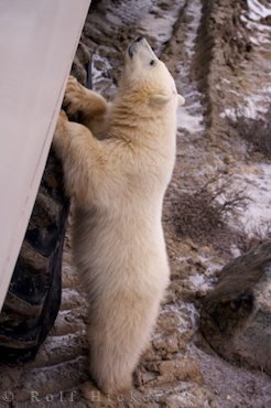 Junger Eisbär Tundra Buggy Abenteuer Churchill Kanada