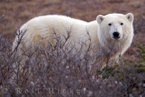 Lebensraum Tundra Eisbärenbild Churchill