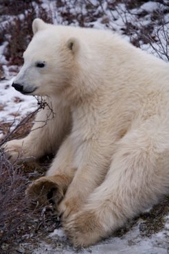Lustiger Eisbaer Bärenbaby Churchill