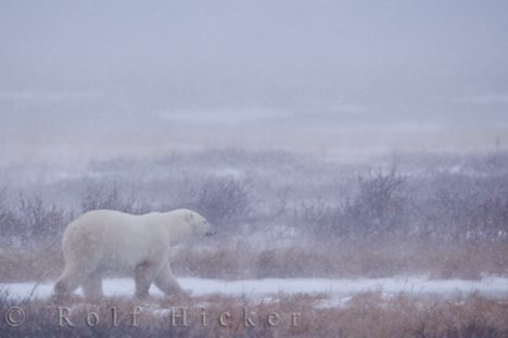 Eisbaer Polarbaer Schneetreiben Churchill Manitoba Kanada
