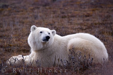 Raubtier Wildnis Eisbär Ruhepause
