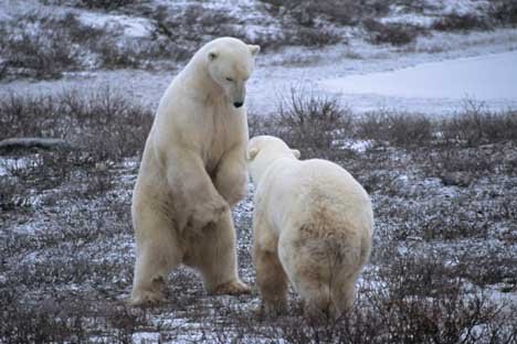 Raubtiere Eisbaeren Jäger Der Tundra