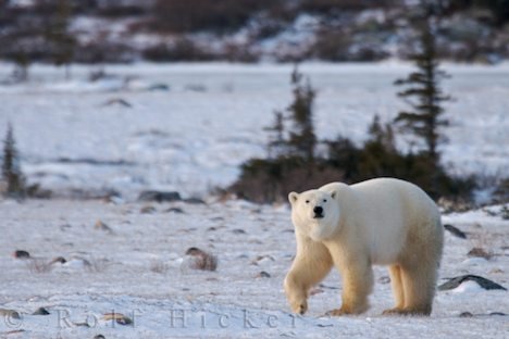 Tiere Wildnis Eisbär In Landschaft