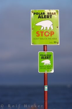Vorsicht Eisbären Schild Mensch Und Tier