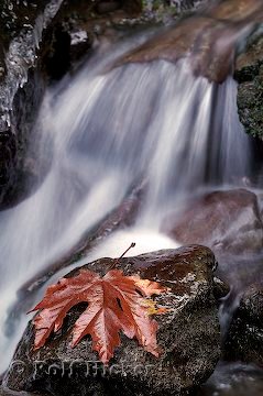 Herbstblatt Wasserfall
