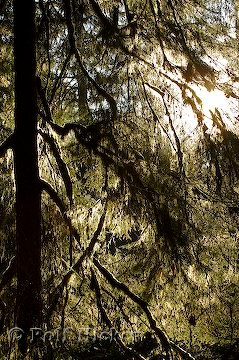 Alter Baum Regenwald