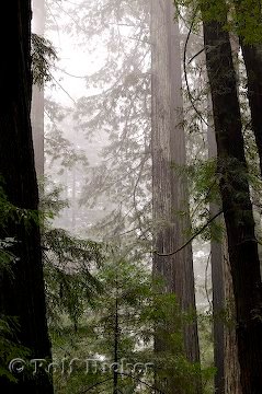 Redwood Trees Bäume