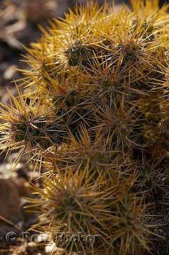 Wueste Kaktus Opuntienart