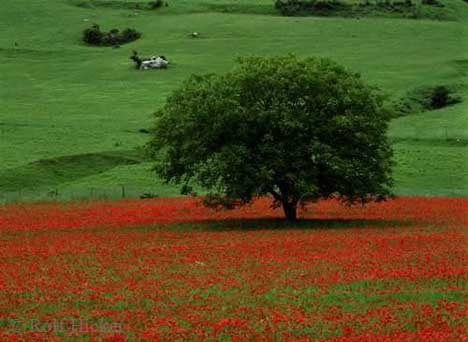 Landschaft Baum Mohn Italien