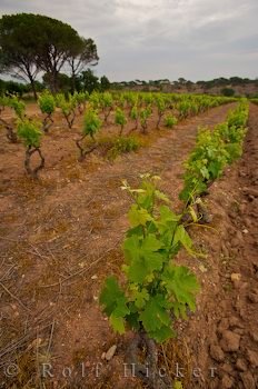 Weinanbau Frankreich Provence Urlaub