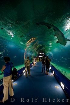 Glastunnel Hai Oceanografic