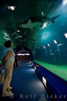 Unterwasser Tunnel Oceanografic