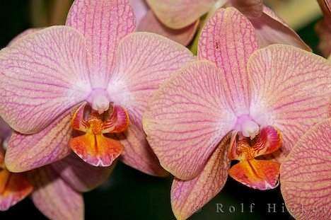 Blütenfotografie Orchideen Orchideengewächse