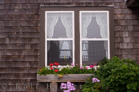 Fenster Bild Blumen Margaretsville Nova Scotia