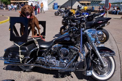 Wachhund Motorrad