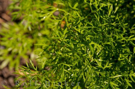 Coriandrum Sativum Koriander Wanzendill Gewürzpflanze